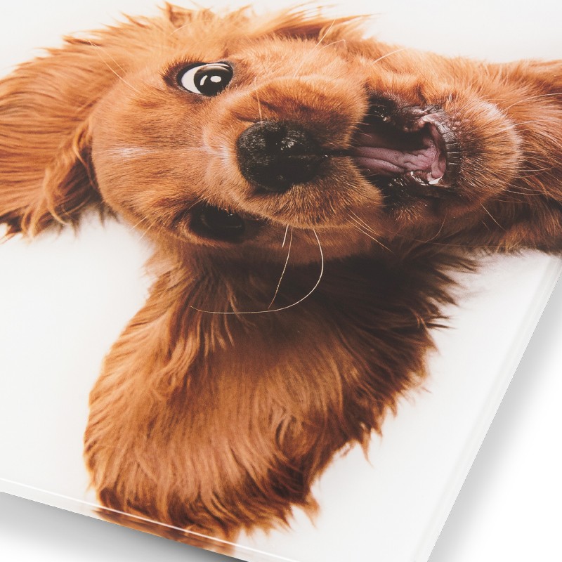 ZELMER ZBS1010 Crazy dog