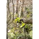 Секатор Ryobi RY18SCA-0 ONE+ (5133005024)