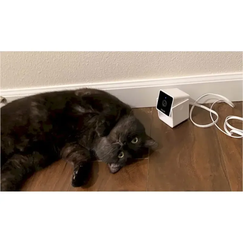 Petcube Камера відеоспостереження за домашніми тваринами Cam CC10US