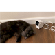 Petcube Камера відеоспостереження за домашніми тваринами Cam CC10US