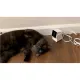 Petcube Камера відеоспостереження за домашніми тваринами Cam CC10US