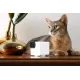 PETCUBE P36010US