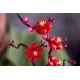Конструктор LEGO Botanicals Сливовий цвіт (10369)