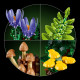 Конструктор LEGO Botanicals Лісові гриби 11505