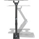 Kivi  Motion-223